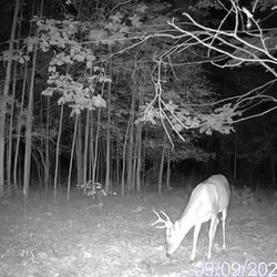 night deer