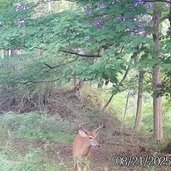 tailed deer