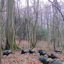 turkeys