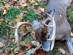 white tailed deer