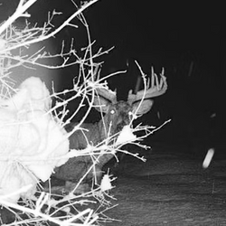 white tailed deer