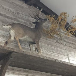 white tailed deer