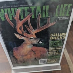 white tailed deer