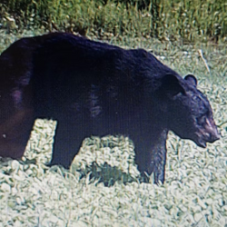 wild bear