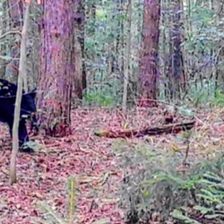 bear