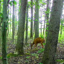 wild deer