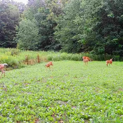 deers