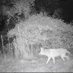 wild fox