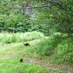 wild turkeys